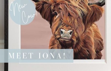 Highland Cow Picture on Pink