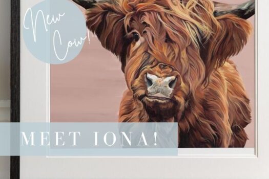 Highland Cow Picture on Pink