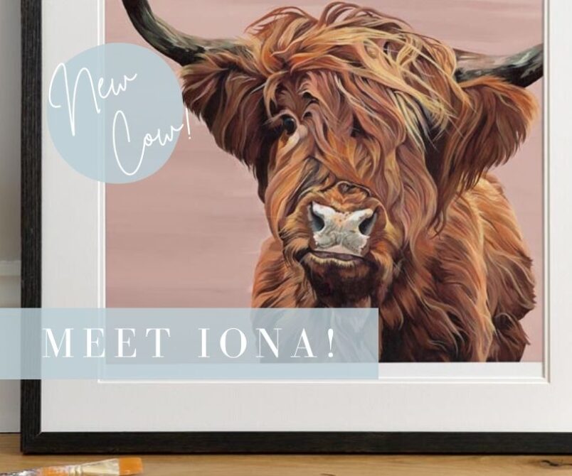 Highland Cow Picture on Pink