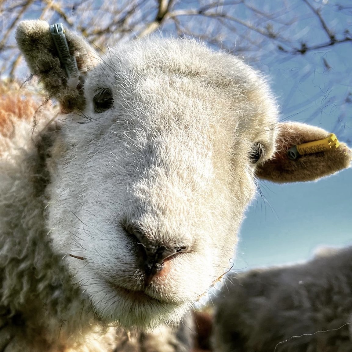 Herdwick Sheep Face