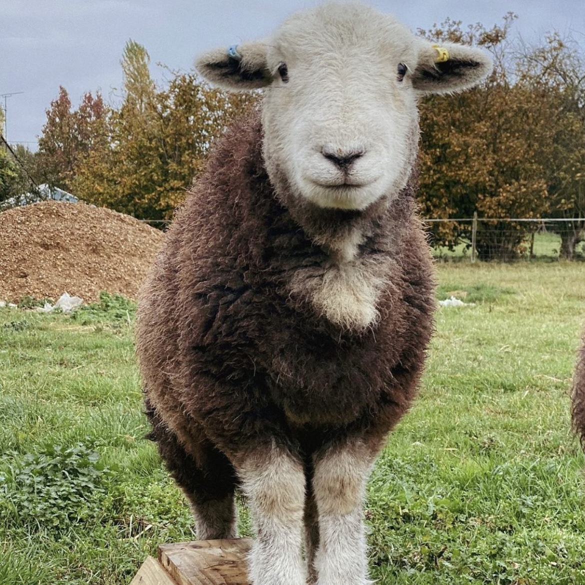 Cute Herdwick Sheep