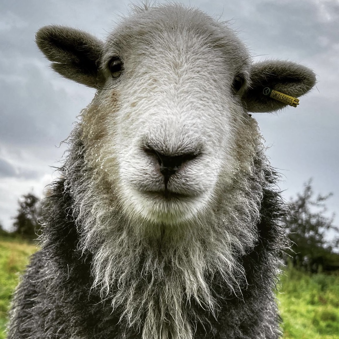 Handsome herdwick Ram